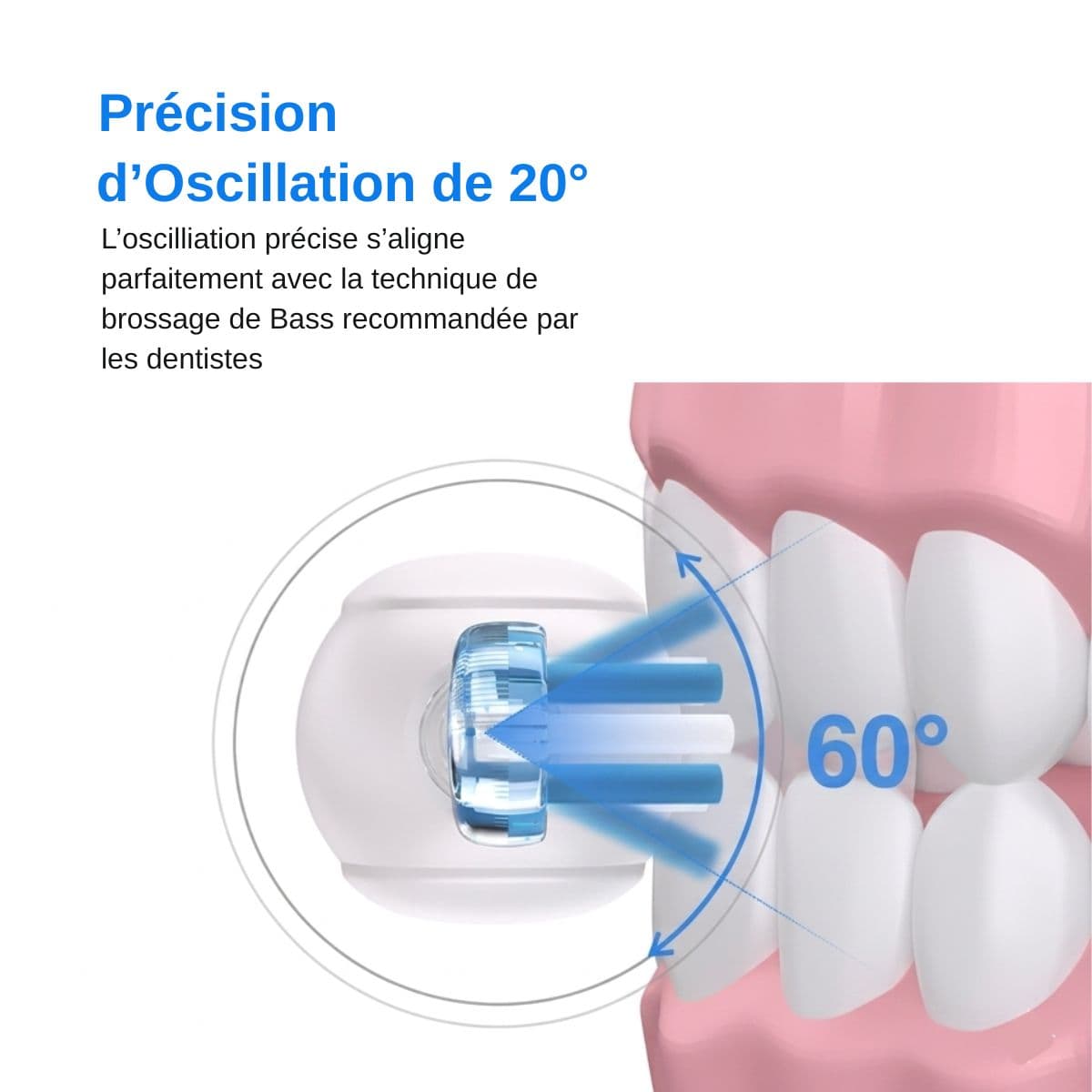 Schéma technique montrant une tête de brosse à dents Nomad Integra-Sonic en action sur une mâchoire. Des flèches bleues illustrent une précision d'oscillation de 20° à 60°, alignée avec la technique de brossage de Bass. Le visuel souligne l'efficacité du nettoyage au niveau du sillon gingival, crucial pour la maintenance des implants.